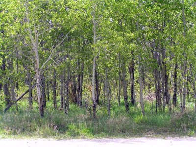 Crooked Trees, Saskatchewan