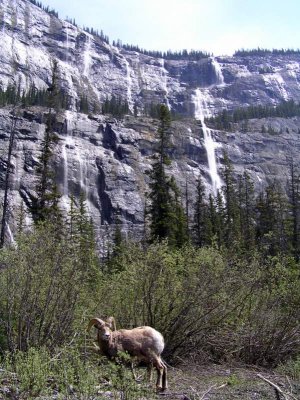 Big Horn Sheep, Banff National Park