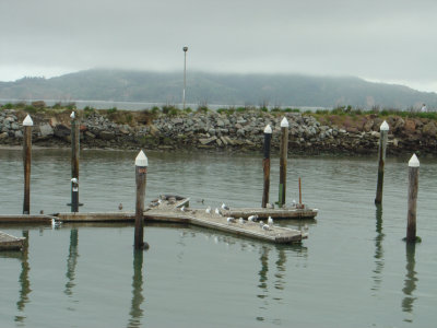 Seal_Seagulls.jpg