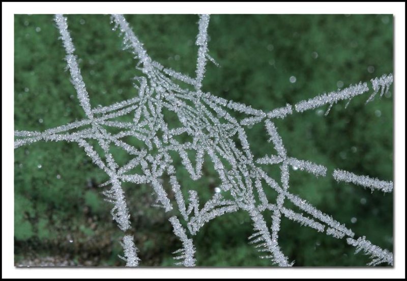 Frozen spider web 5