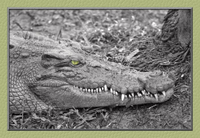 croc eye