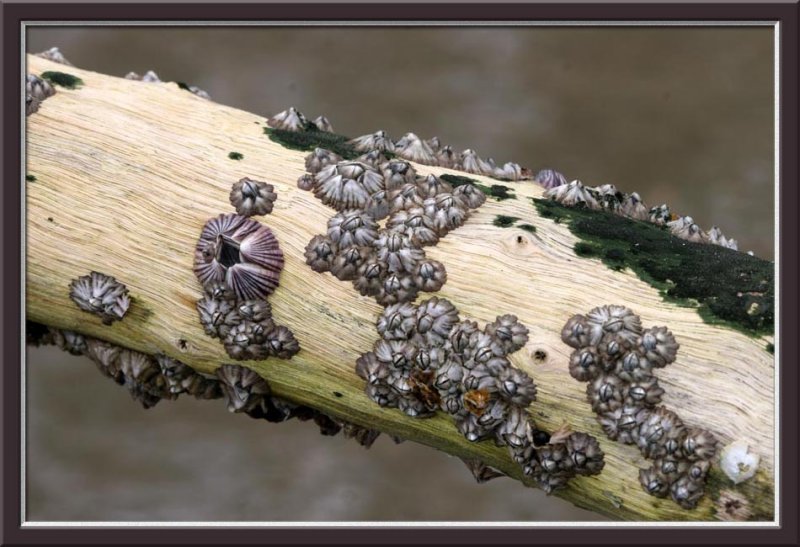 barnacle colony