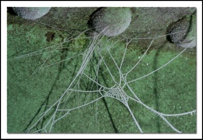 Frozen spider web 1