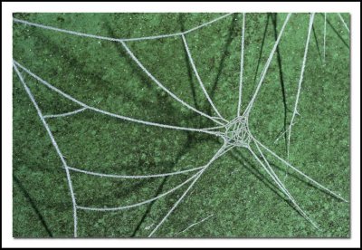 Frozen spider web 2