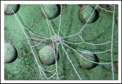 Frozen spider web 4