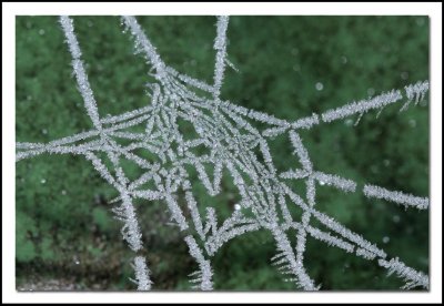 Frozen spider web 5