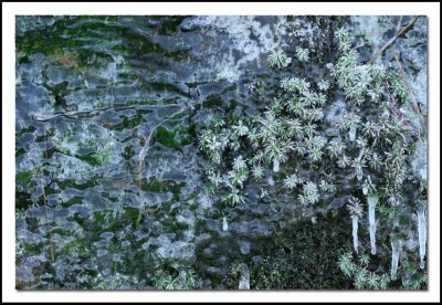 Moss and ice tapestry