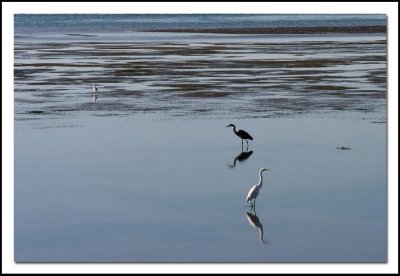Heron and Egret #1