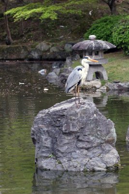 this bird knows how to pose