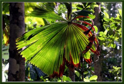 leaves and light