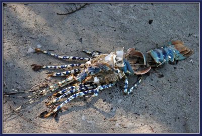 Blue lobster skeleton