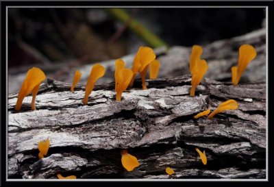 orange chalices