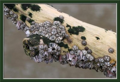 driftwood and barnacles