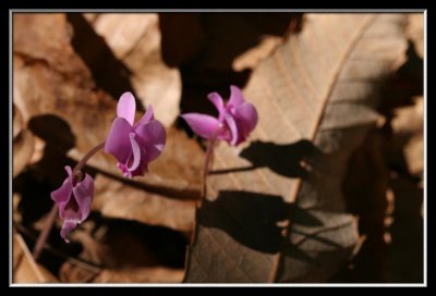 flowers and dry leaves
