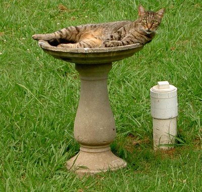 Blinken says birdbaths are for cats too !