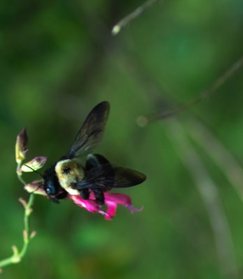 IMG06061-BEE4-crop.jpg
