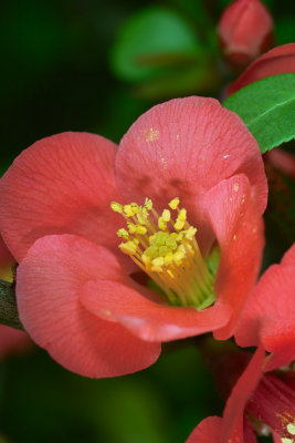 Japanese Quince