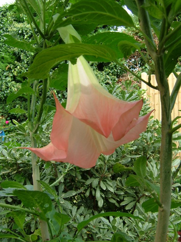 Pink Brugmansia. This one doesnt have scent like the white.