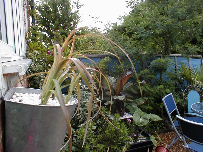 Billbergia nutans