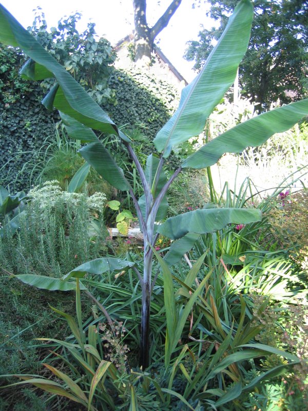 Musa cheesmanii