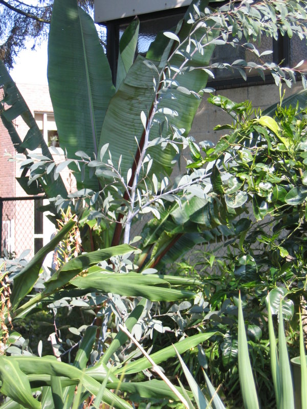 Acacia obliquinervia