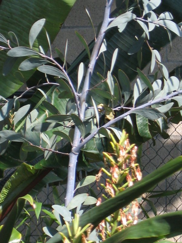 colour closeup