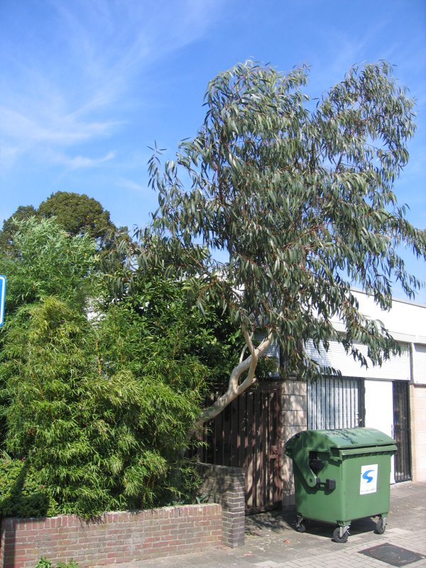 Eucalyptus niphophilia
