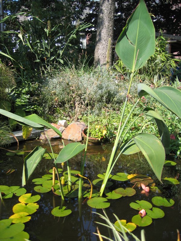 Thalia genticulata and the smalller delbata