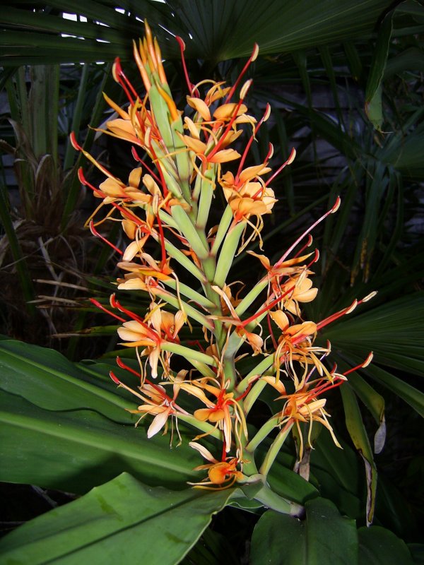 Hedychium coccineum Tara