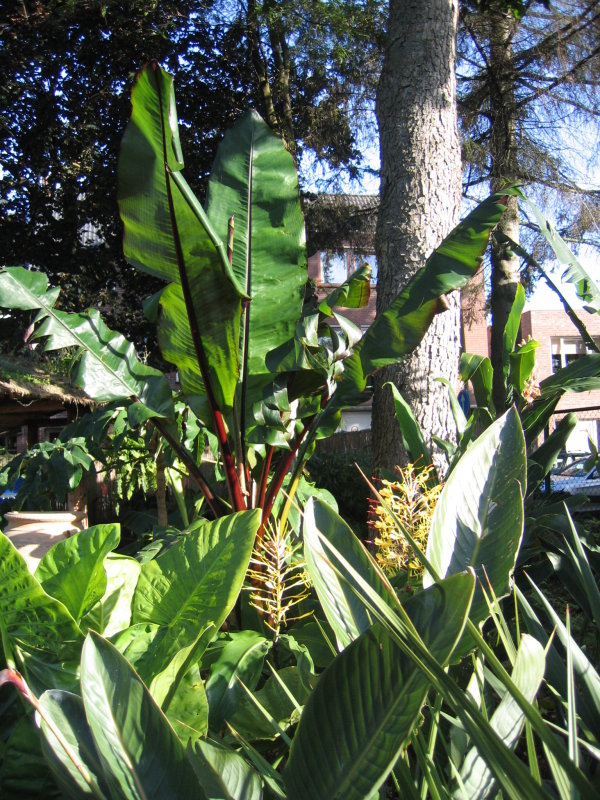 Ensete ventricosum Montbelliardii