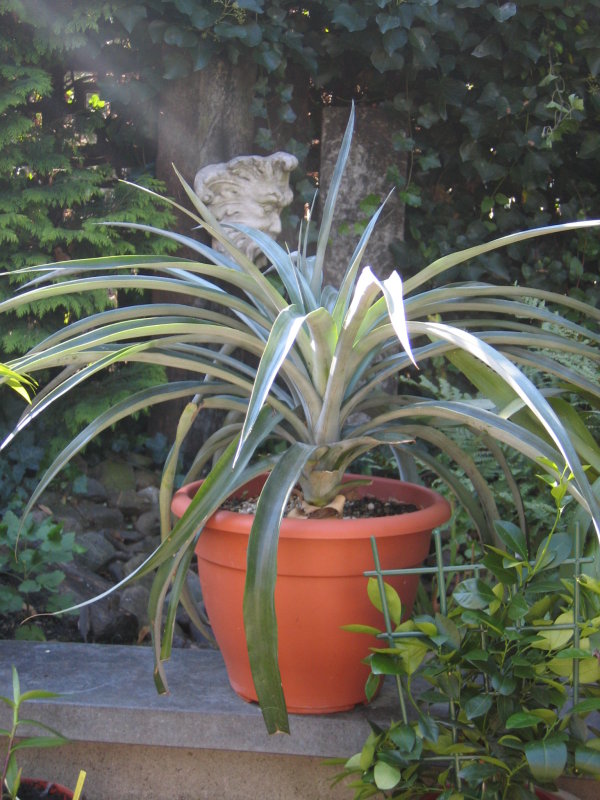 blessed pineapple