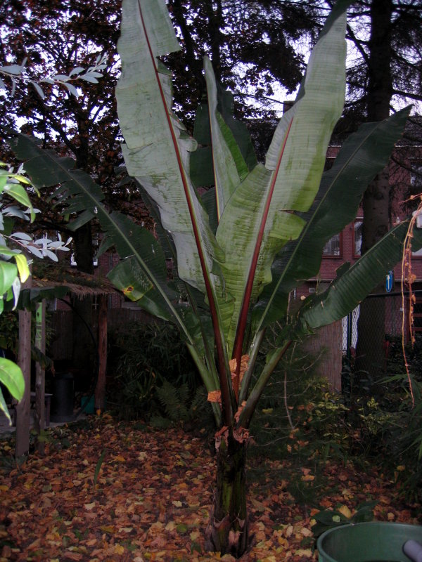 Hiniba