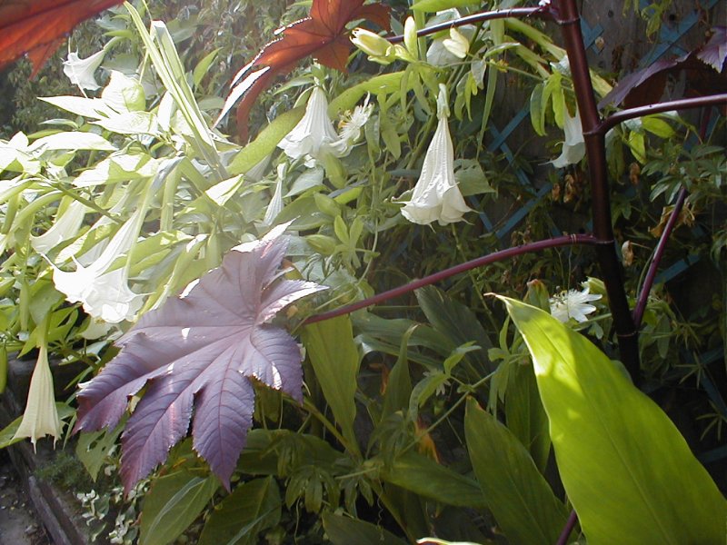 Brugmansia & Ricinus