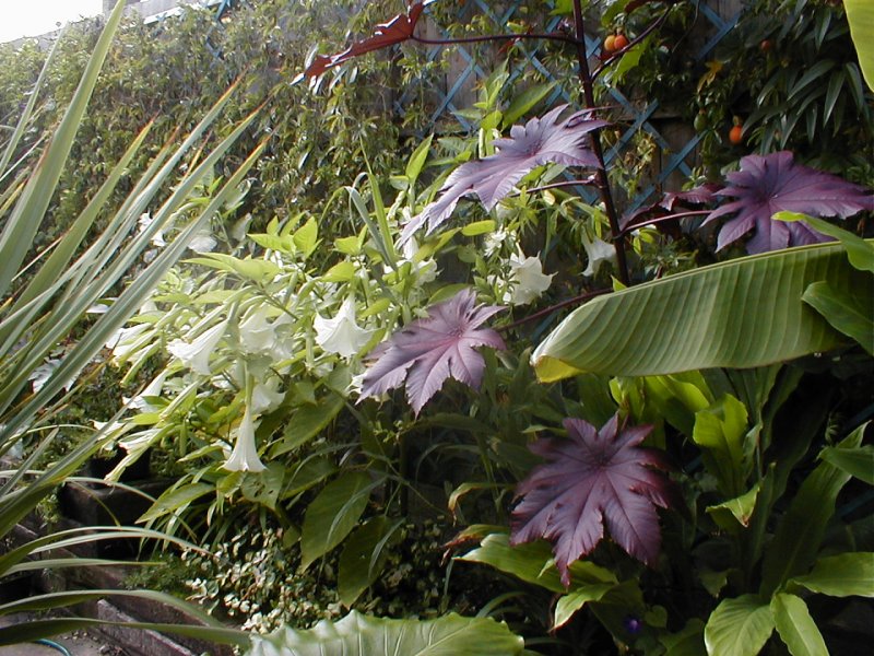 Brugmansia and Ricinus