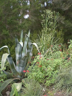 Agave americana, Salvia elegans, and Eryngium pandanifolium behind