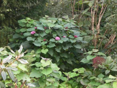 clerodendron bungei