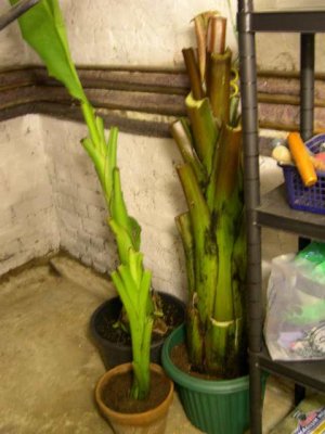 Musella lasiocarpa, and green and red ensetes down in the cellar for winter.