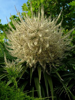 C. australis flower spike, Jersey