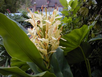 Hedychium gardnerianum x coronarium in the side border, with the main border in the background.