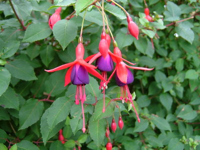 Fuchsia