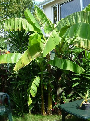 My Musa basjoos, next to Yucca elephantipes (which shreds the banana leaves very nicely when the wind blows...)