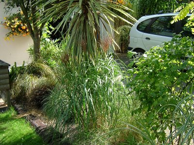 My grass bed, with Cordyline australis 'Variegata', had it since it was a baby, now 12 years old.