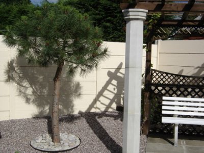 Pinus pinea