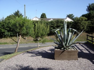 Front garden with agave americana, pinus pinea and pinus halepensis