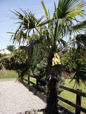 Front garden flowering Trachycarpus fortunei