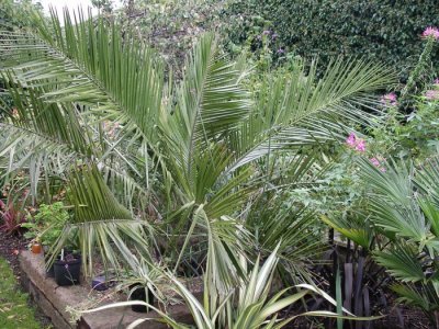 Jubaea chilensis (Dec 06)