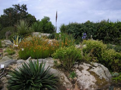 one of the succulent rockeries