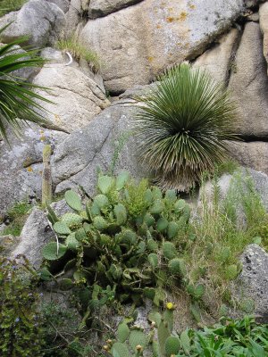 succulents growing on Roc'h Hievec an 18m high granite tor.