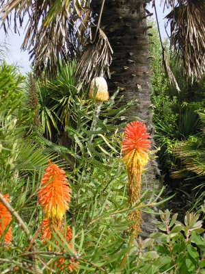 Kniphofia and Banksia backed by a Trachycarpus