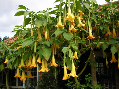 A fine Brugmansia